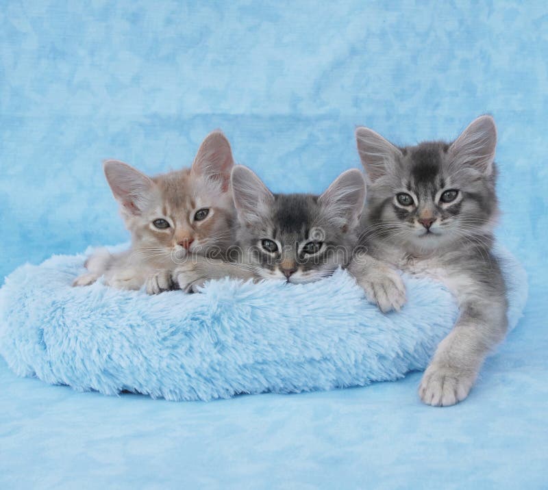 Blue Silver Somali Cat Stock Photos - Free & Royalty-Free Stock