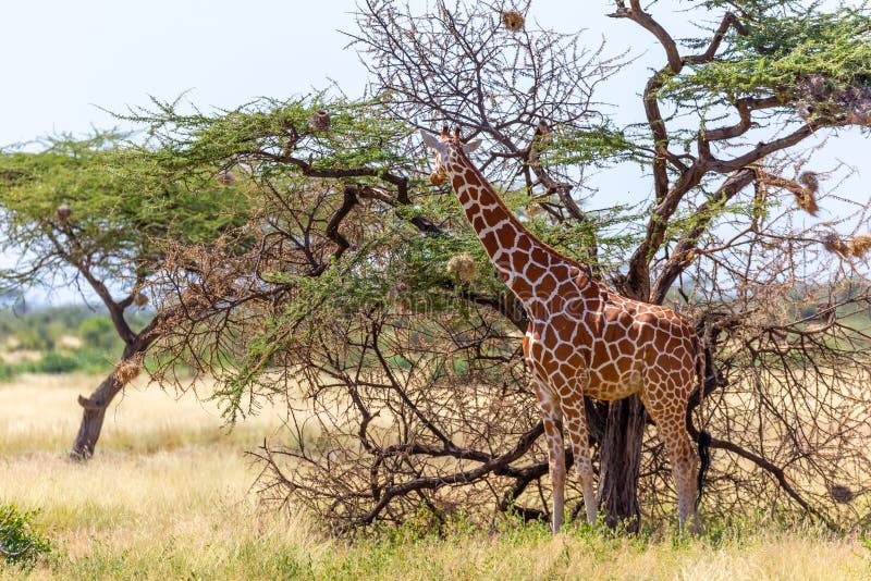 Somalia Giraffes Eat the Leaves of Acacia Trees Stock Image Image of fauna, giraffe 166325053