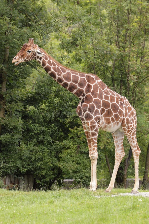 Somalische Giraffe lizenzfreie stockfotos
