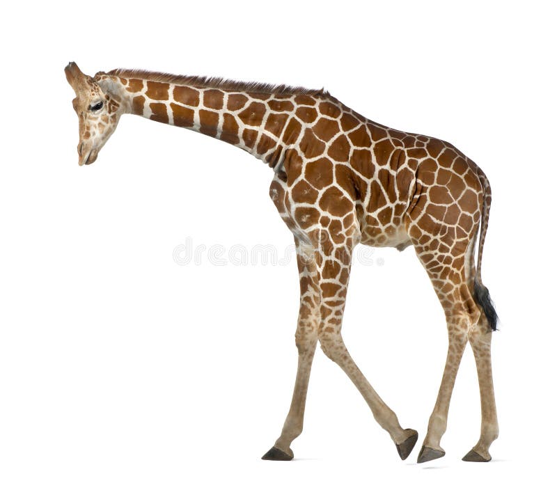 Somalische Giraffe lizenzfreie stockfotografie