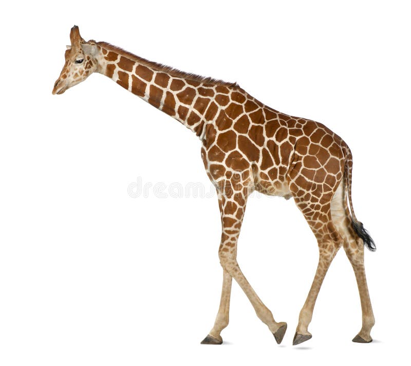 Somalische Giraffe stockfotos