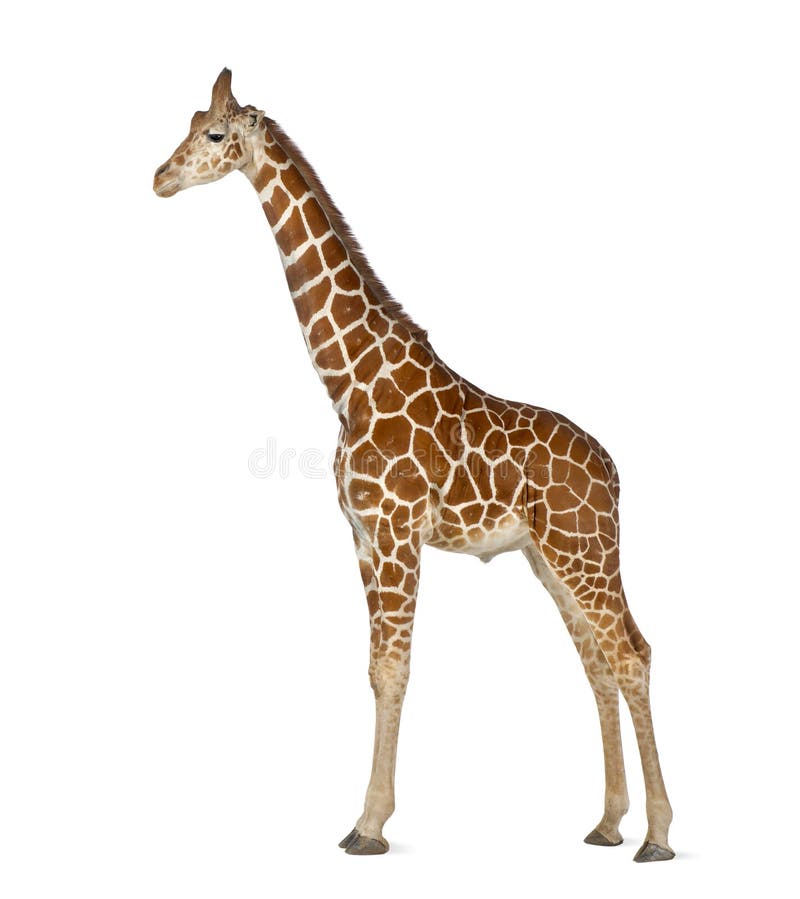 Somalische Giraffe lizenzfreies stockfoto