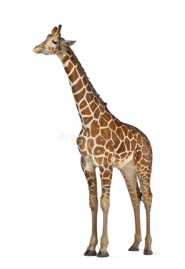 Somalische Giraffe stockfoto