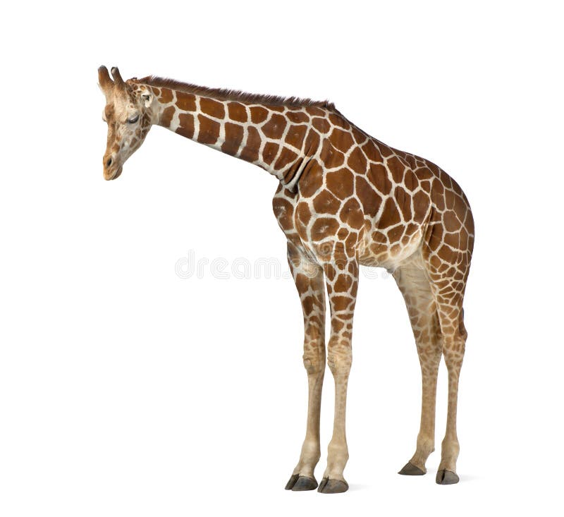 Somalische Giraffe lizenzfreies stockbild