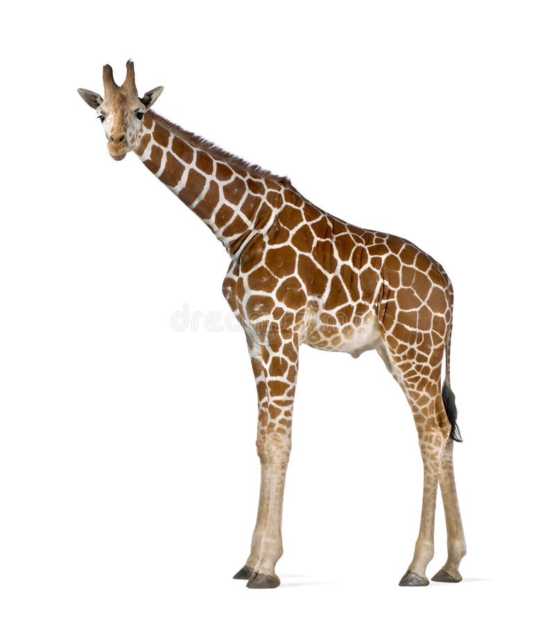 Somalische Giraffe stockbilder