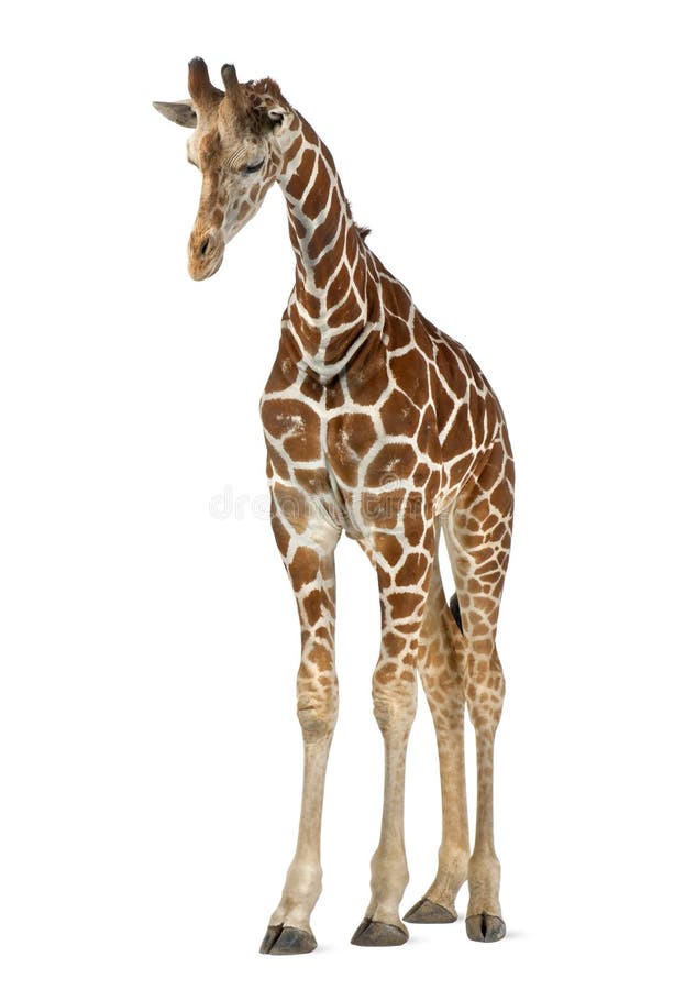 Somalische Giraffe stockfotos