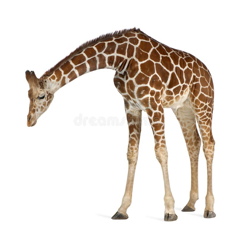 Somalische Giraffe lizenzfreies stockfoto