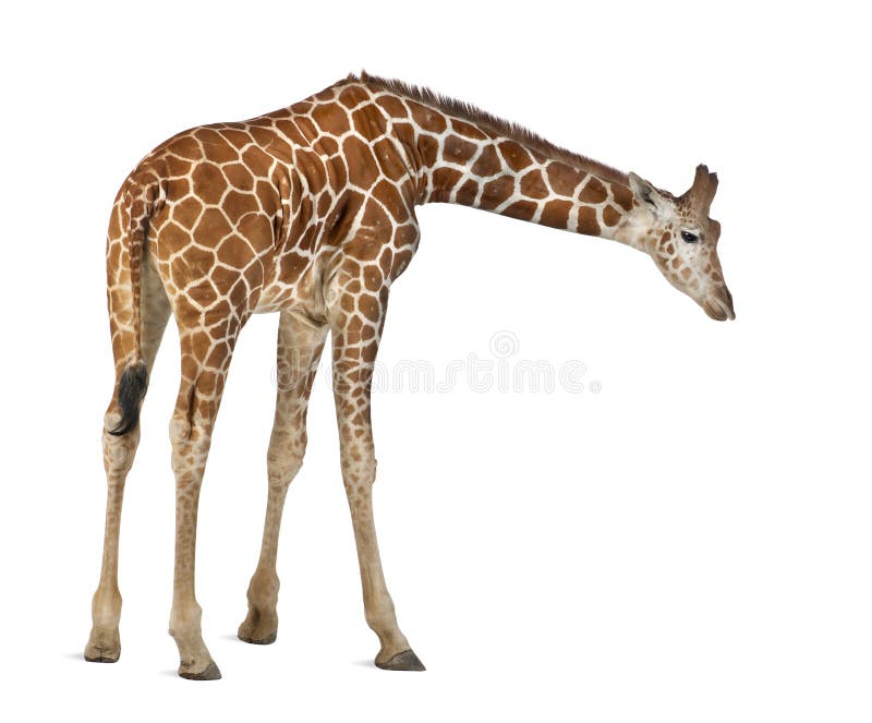 Somalische Giraffe stockfotografie