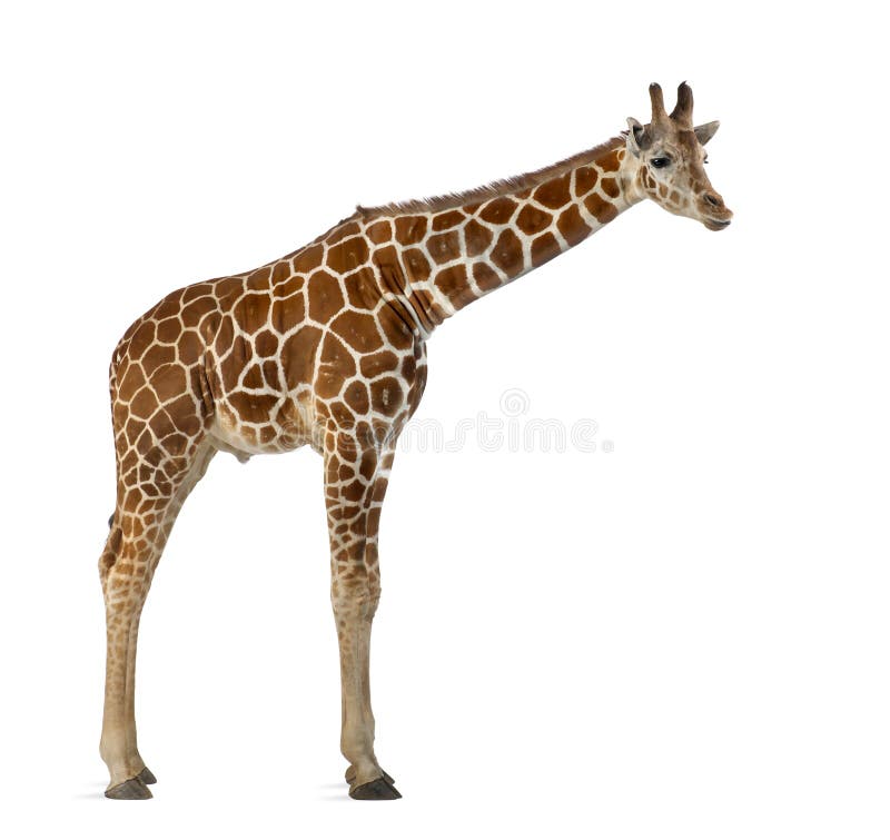 Somalische Giraffe lizenzfreie stockfotografie