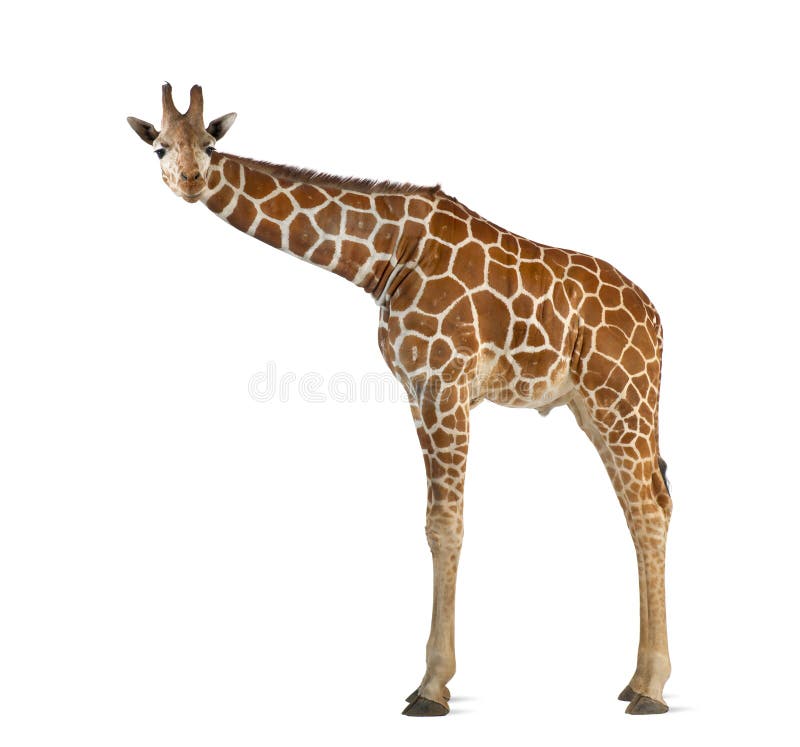 Somalische Giraffe stockbild