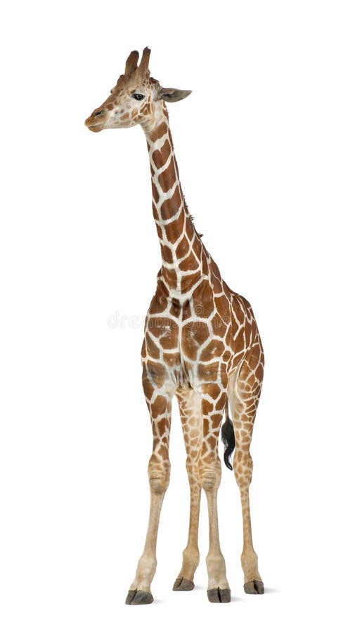 Somalische Giraffe lizenzfreie stockfotografie