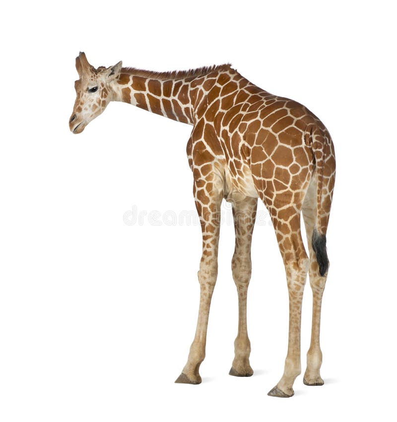 Somalische Giraffe lizenzfreie stockfotos