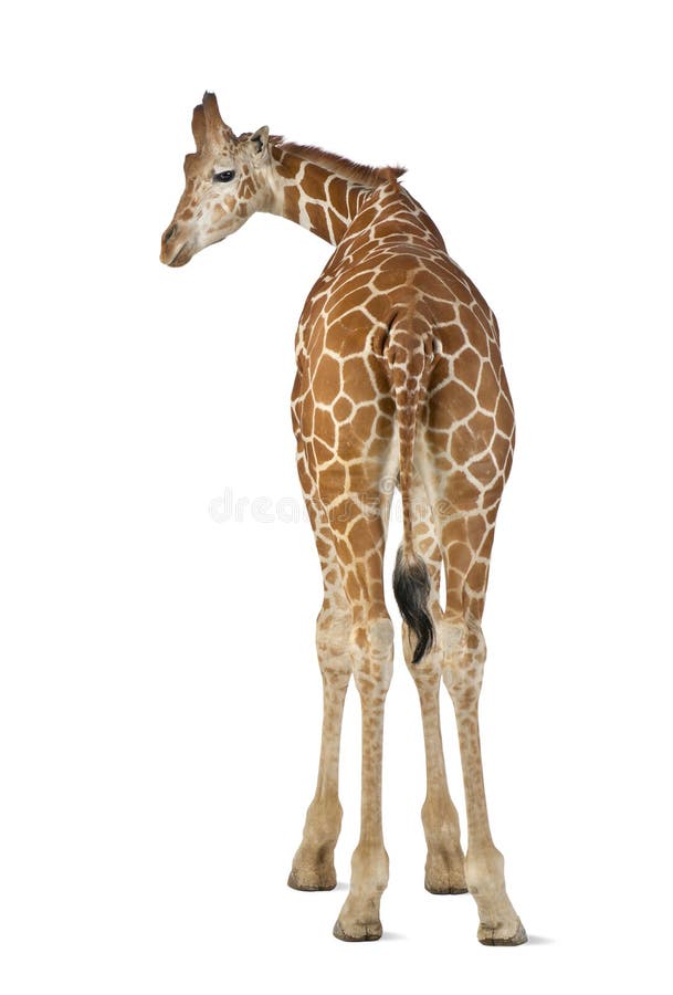Somalische Giraffe stockbild