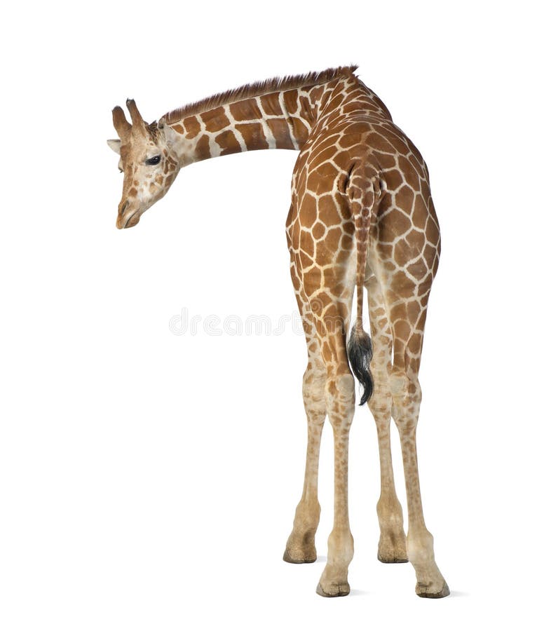 Somalische Giraffe lizenzfreie stockfotos