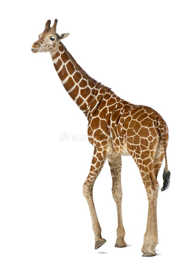 Somalische Giraffe stockfotos