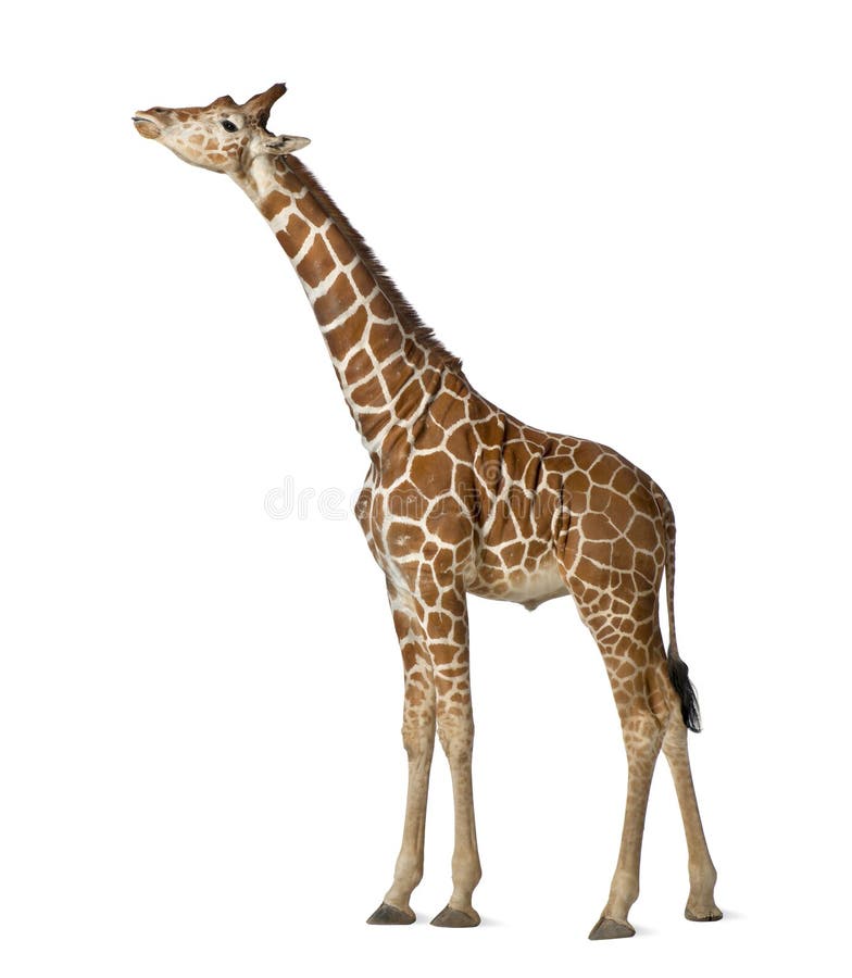 Somalische Giraffe lizenzfreie stockbilder