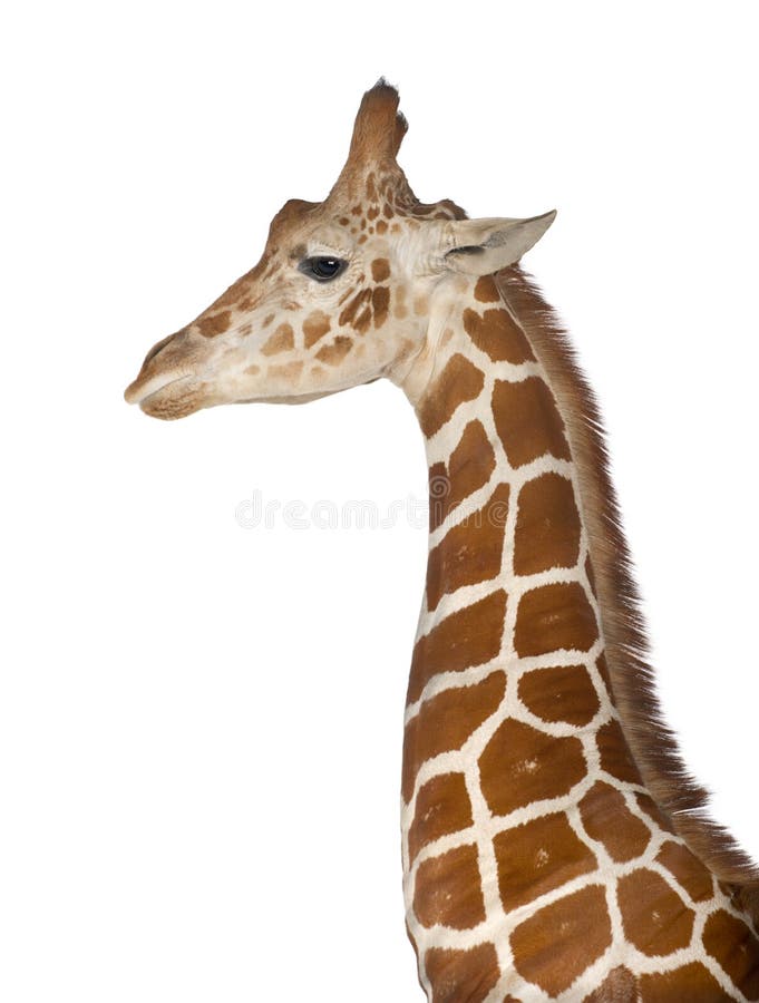 Somalische Giraffe lizenzfreies stockbild