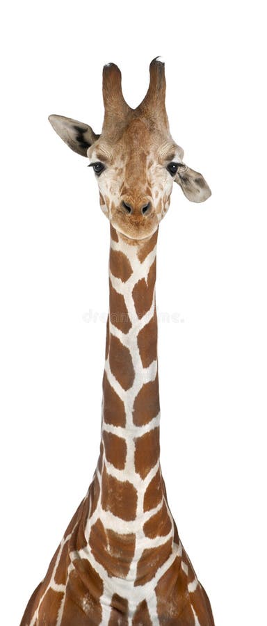 Somalische Giraffe lizenzfreie stockfotos