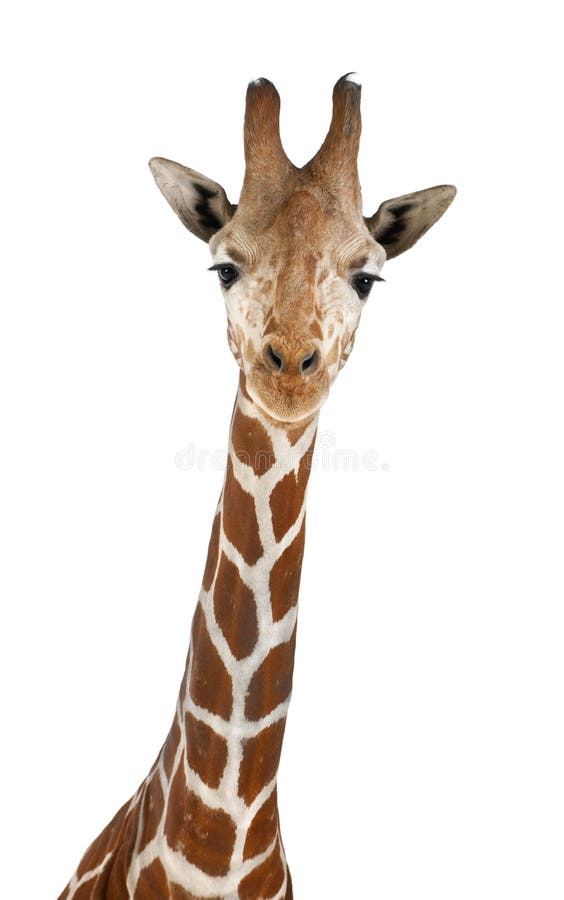 Somalische Giraffe stockbild