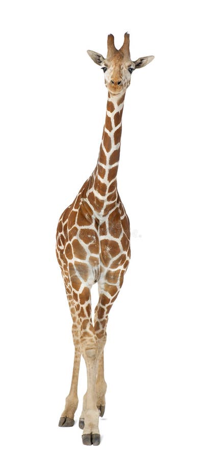 Somalische Giraffe lizenzfreies stockfoto