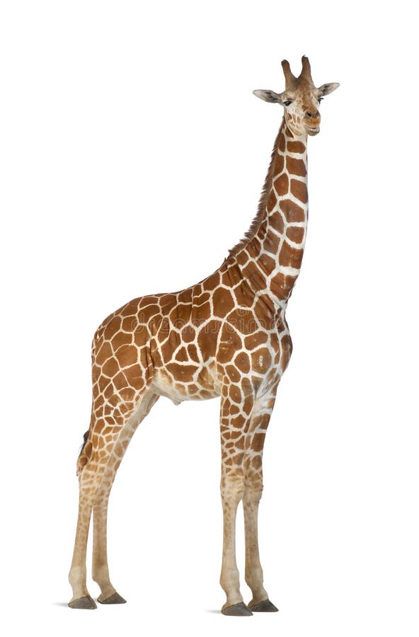 Somalische Giraffe lizenzfreie stockbilder