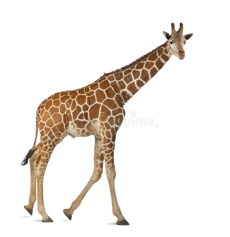 Somalische Giraffe stockfoto