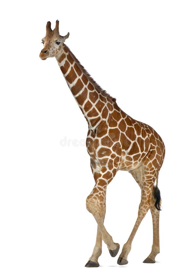 Somalische Giraffe lizenzfreies stockbild