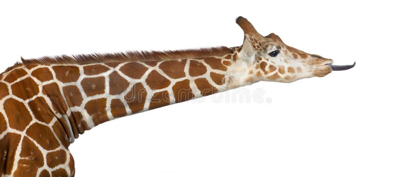 Somalische Giraffe lizenzfreies stockfoto