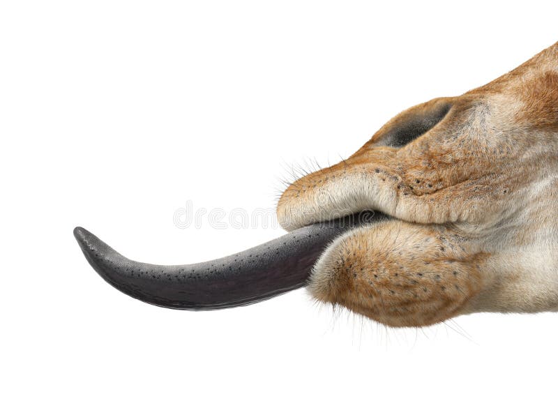 Somalische Giraffe lizenzfreies stockbild