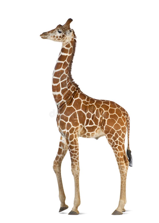 Somalische Giraffe lizenzfreies stockfoto