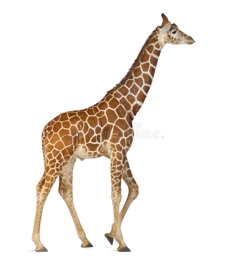 Somalische Giraffe stockbilder