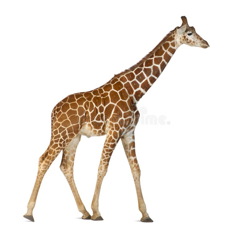 Somalische Giraffe lizenzfreie stockfotos