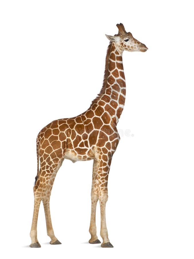 Somalische Giraffe stockfoto