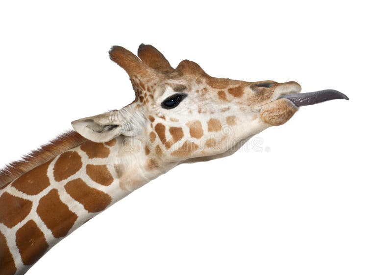 Somalische Giraffe stockfotografie