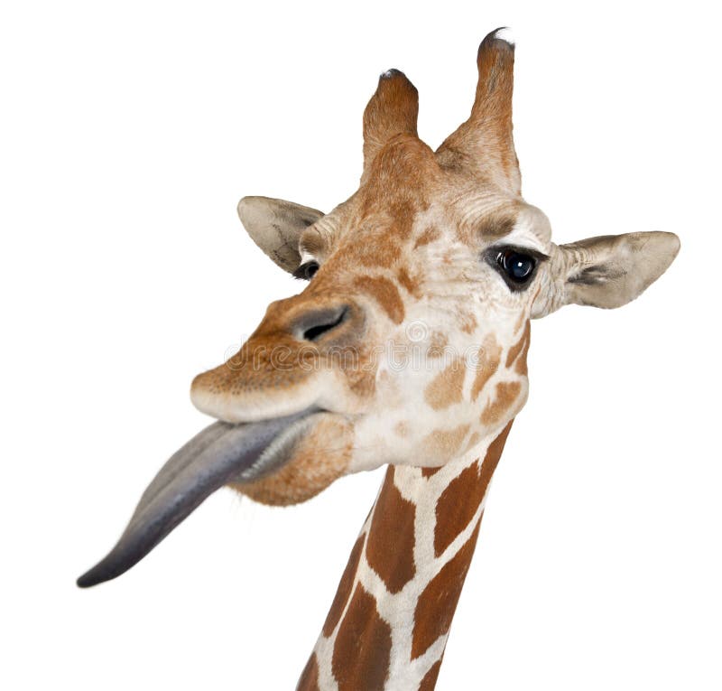 Somalische Giraffe lizenzfreies stockbild