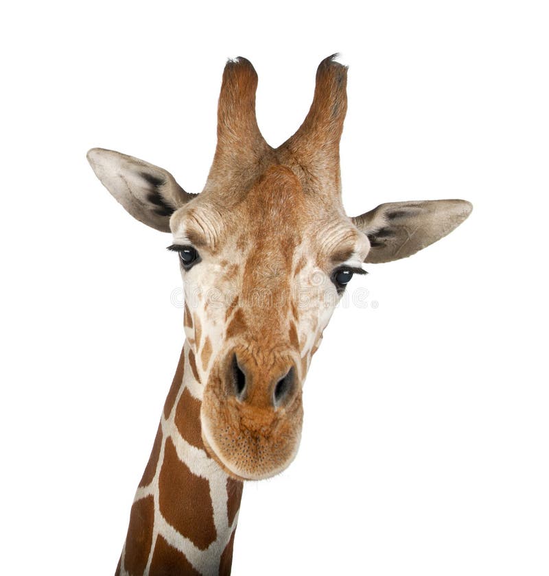 Somalische Giraffe stockfotos
