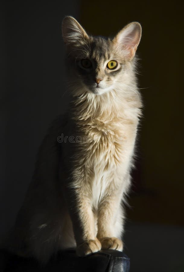 Somalische Katze lizenzfreie stockbilder