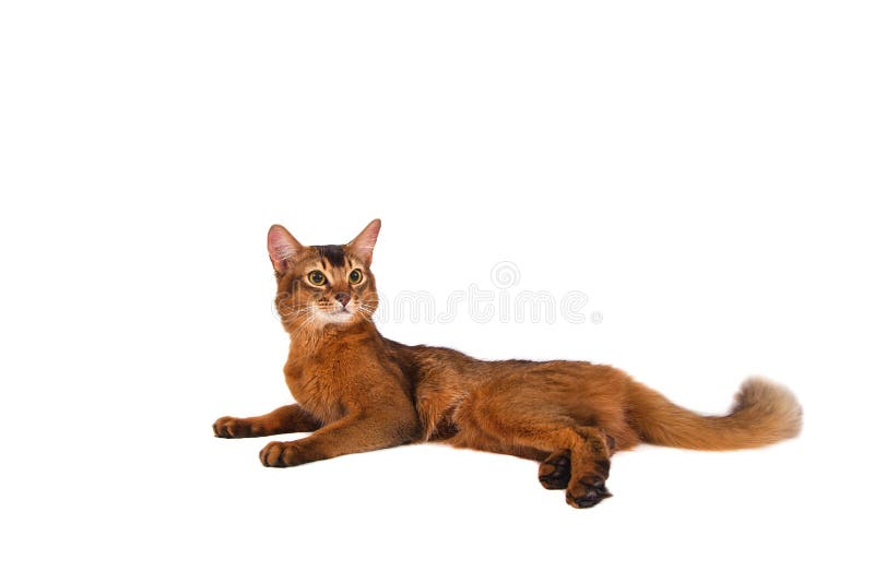 Somalische Katze auf einem weißen Hintergrund