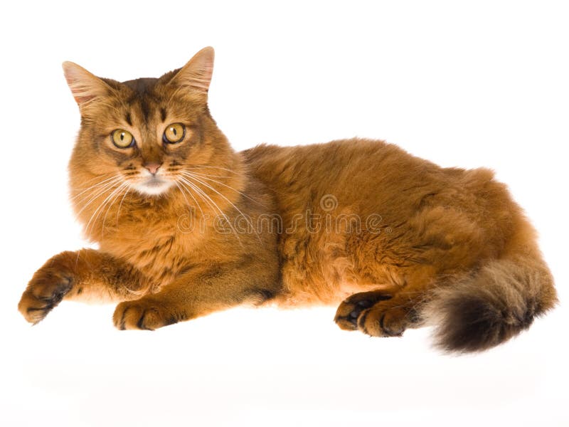 Somalische Katze auf weißem Hintergrund stockbild