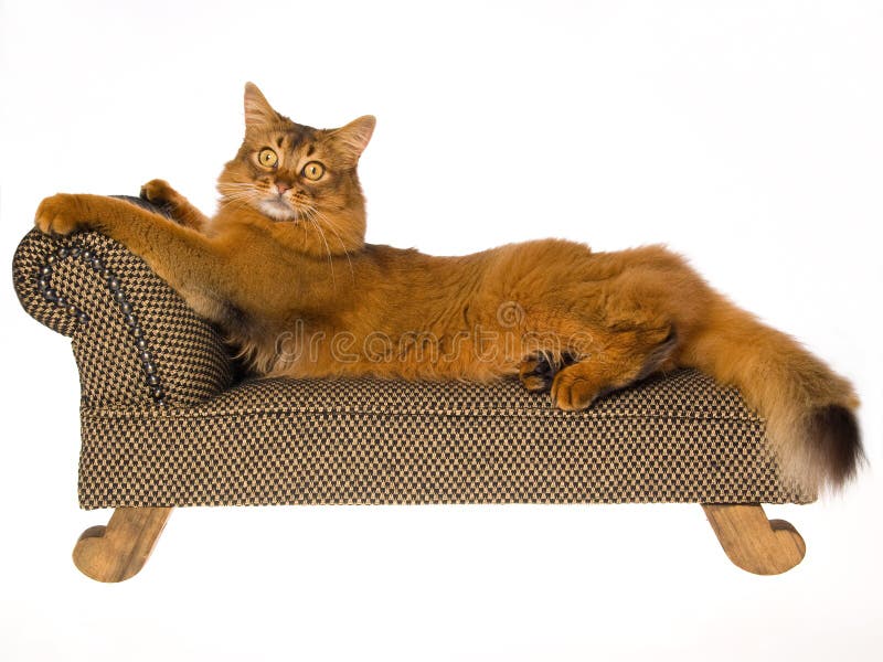 Somalische Katze, die auf Minicouch auf weißem Hintergrund liegt stockbild