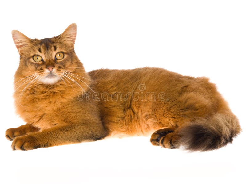 Somalische Katze, die auf weißem Hintergrund liegt lizenzfreies stockfoto