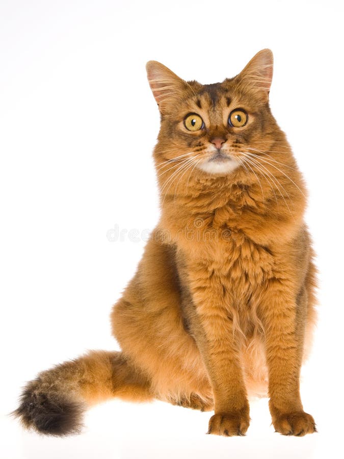 Somalische Katze, die auf weißem Hintergrund sitzt lizenzfreie stockfotos