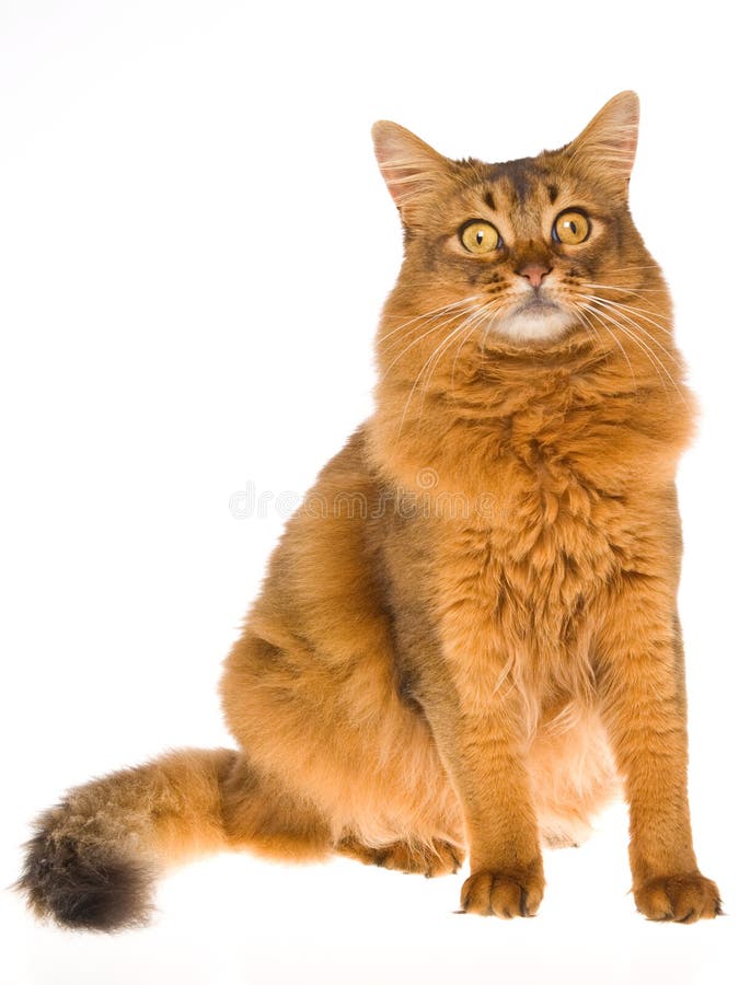 Somalische Katze, die auf weißem Hintergrund sitzt lizenzfreies stockbild
