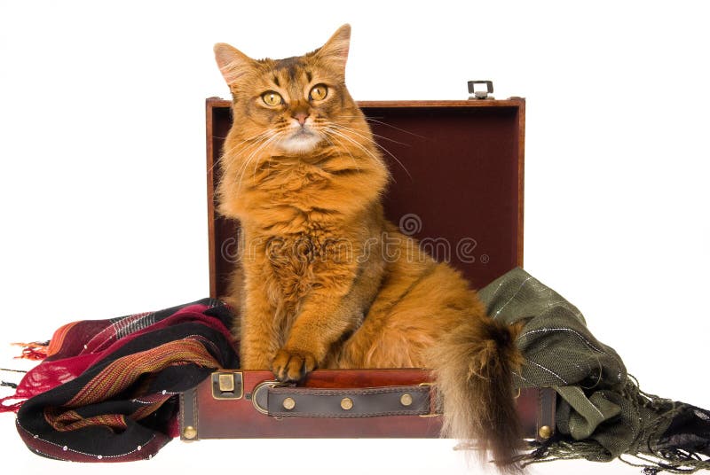 Somalische Katze, die im braunen Koffer liegt lizenzfreie stockfotos