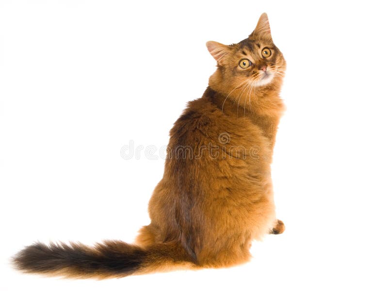 Somalische Katze, die zurück Kamera betrachtet lizenzfreies stockbild
