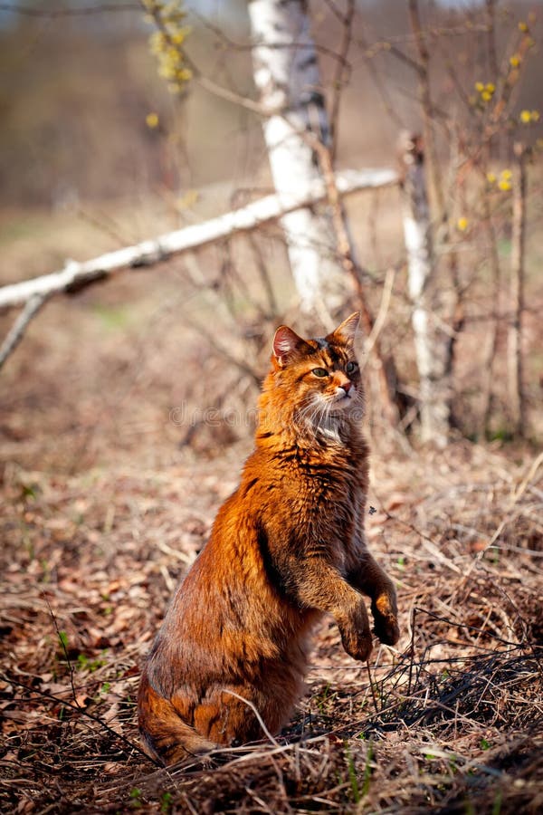 Somalische Katze im Freien stockbild