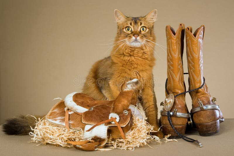 Somalische Katze mit Cowboygang lizenzfreie stockbilder