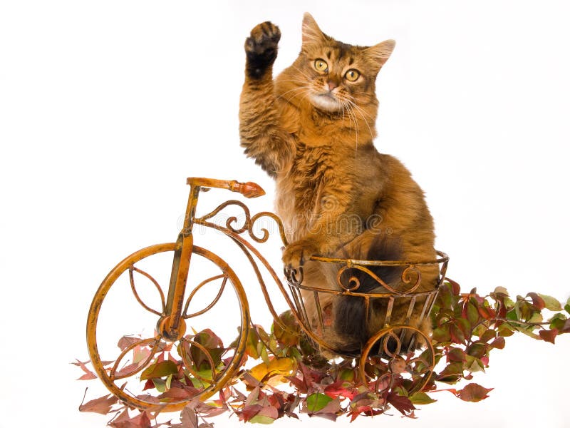 Somalische wellenartig bewegende Katze, auf mini braunes Fahrrad lizenzfreies stockfoto
