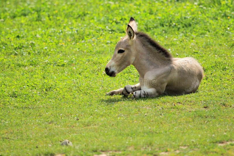 Somalischer wilder Esel stockbilder