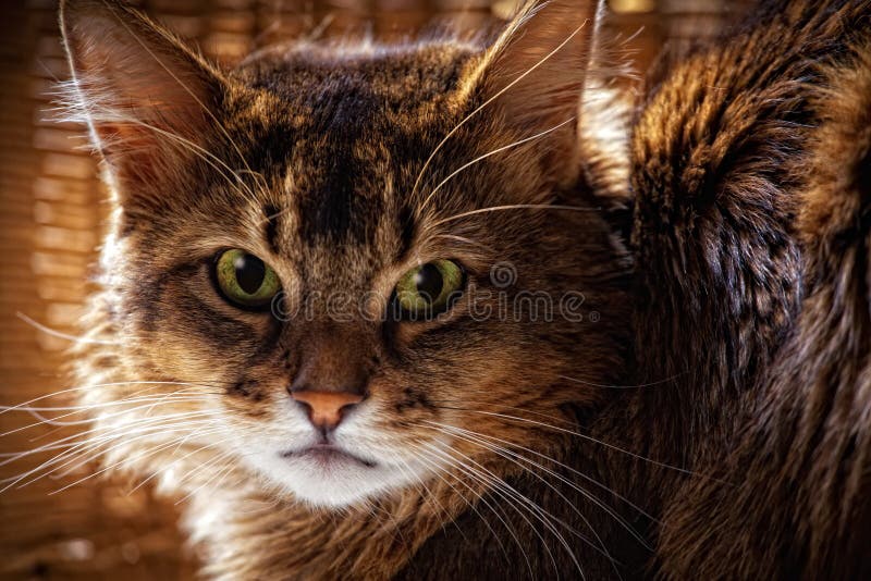 Somalisches Katzeportrait lizenzfreie stockfotografie
